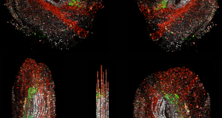 Wissenschaftliches Bild