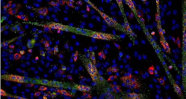 MicroRNA and mRNA visualization in differentiating C1C12 cells