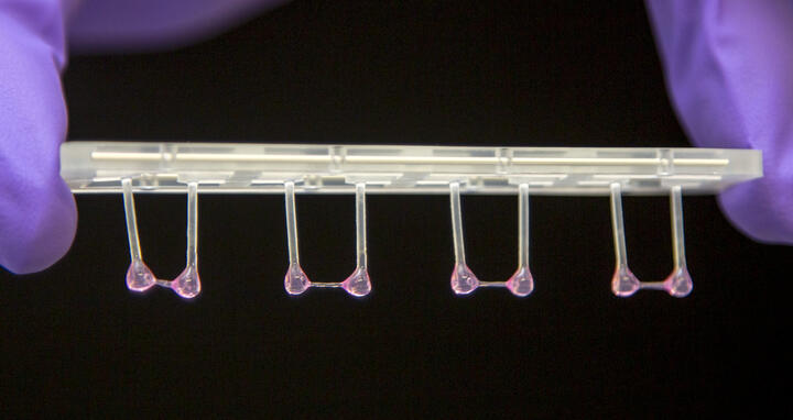 Artificial heart tissue