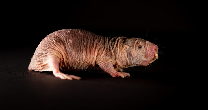 Naked Mole Rat