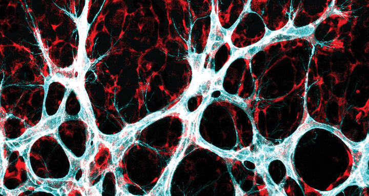 Wachsendes Blutgefäßnetzwerk in der Netzhaut der Maus