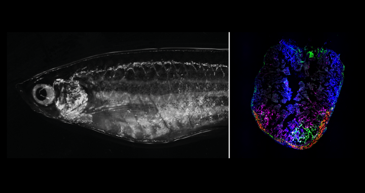 Zebrafish (left) and zebrafish heart with fibroblasts (right)