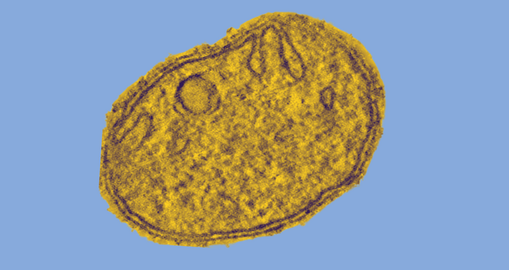 Mitochondrium