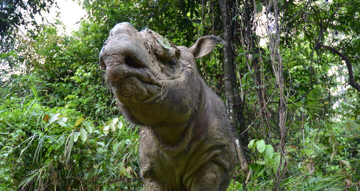 Sumatran rhino in the jungle