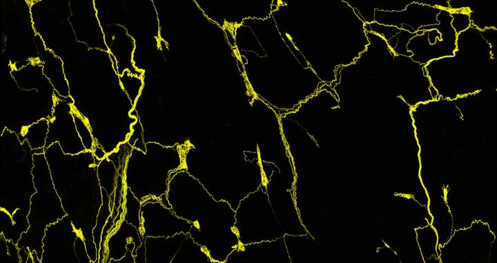 Scientific image