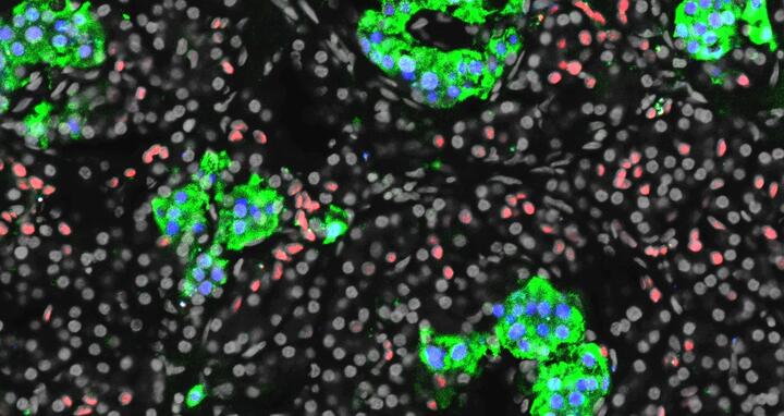 Scientific image
