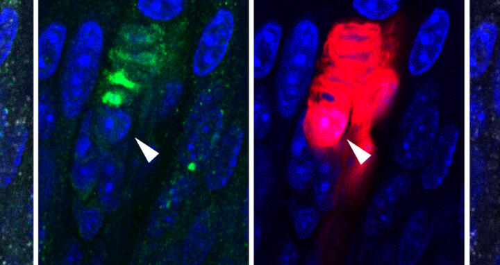 Scientific image