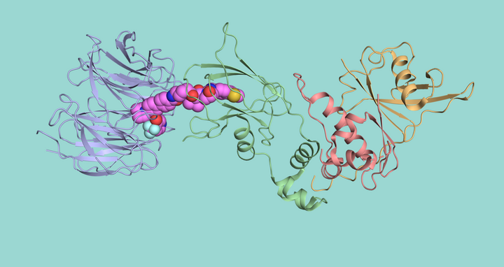 proteine