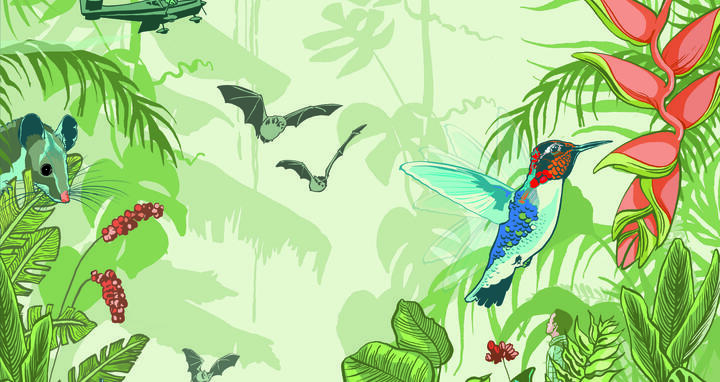 Illustration