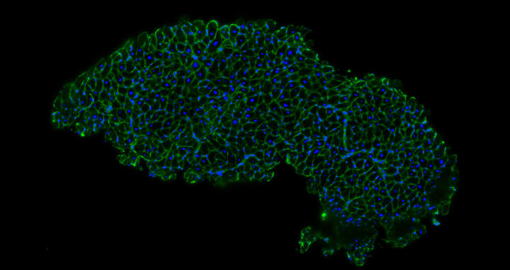 Scientific image