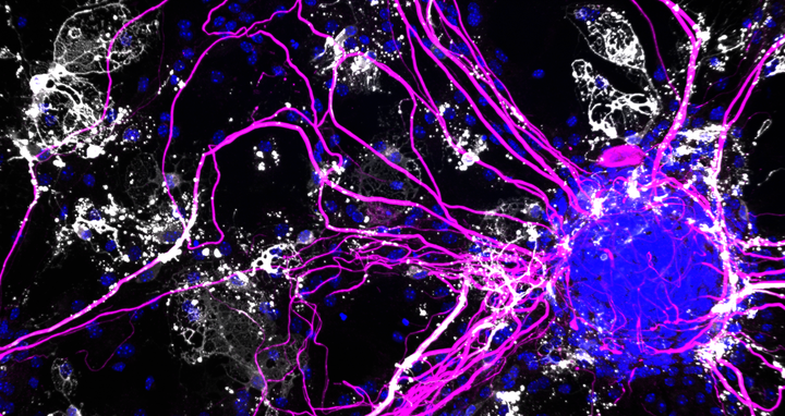 scientific image