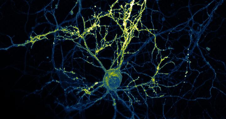 Scientific image