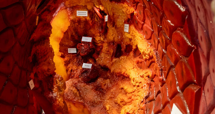 Bild in ein begehbares Arterien-Modell
