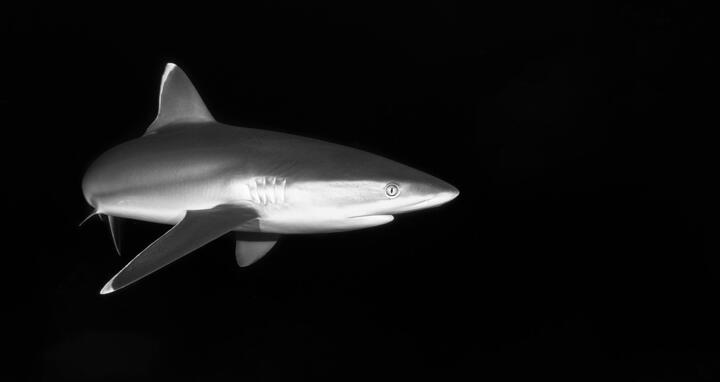 shark