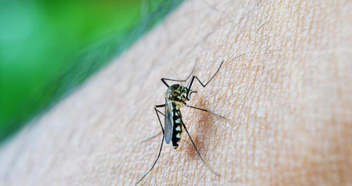 Mosquito