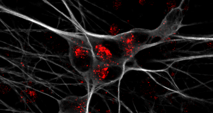 Scientific image