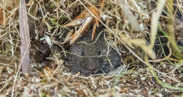 Bavarian pine vole