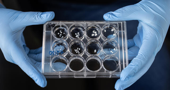 Wissenschaftliches Bild