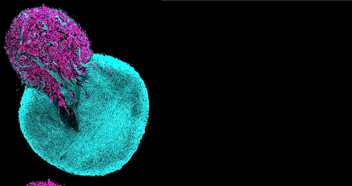 Header Organoid Symposium