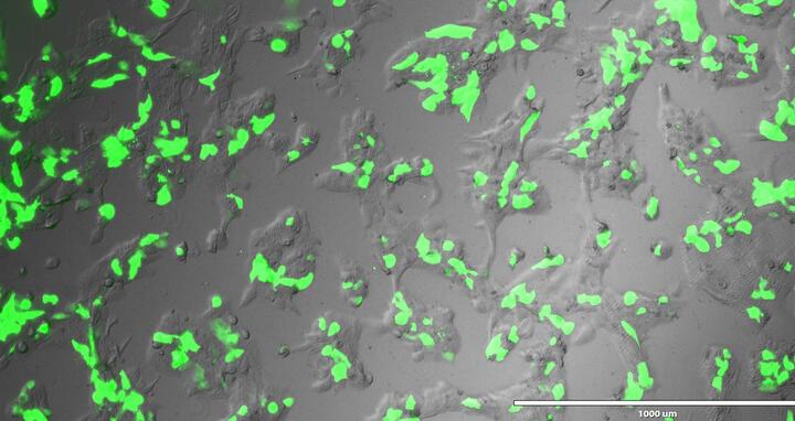 Scientific image