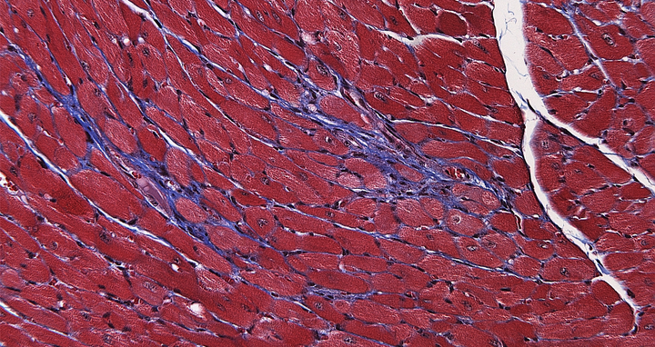 Scientific image