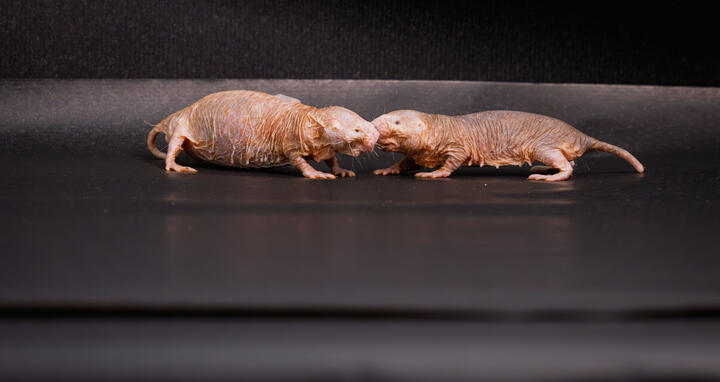 Pregnant naked mole-rat queen