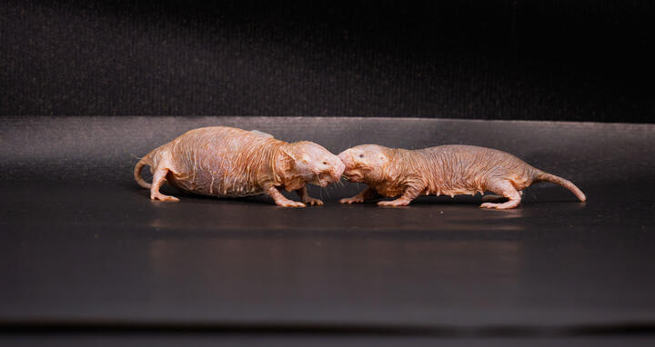 Pregnant naked mole-rat queen