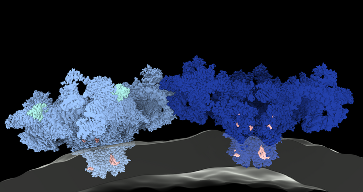 Two ryanodine receptor 1 (RyR1) channels interacting side-by-side