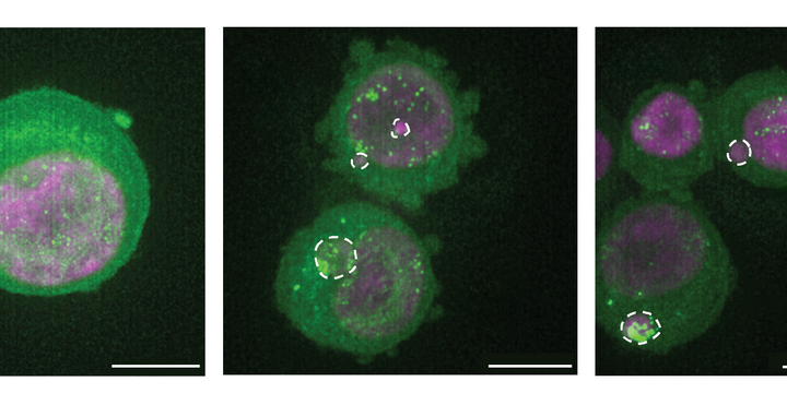 Wissenschaftliches Bild