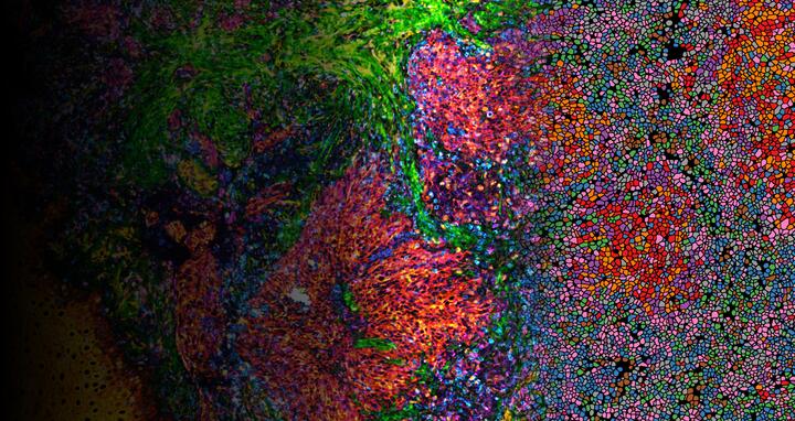 wissenschaftliches Bild