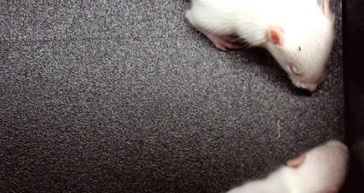 M&auml;use ohne &bdquo;Gl&uuml;ckshormon&ldquo; Serotonin im Gehirn und mit Serotonin