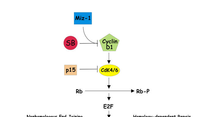 Cyclin-dependent kinases (CDK 4/6) phosphorylate the retinoblastoma (RB) protein.