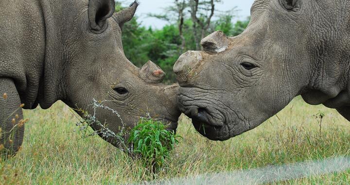 Najin and Fatu are mother and daughter.