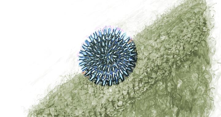 Artistic impression of HSV-1 on the surface of a cell