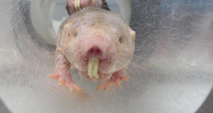 Naked mole-rat