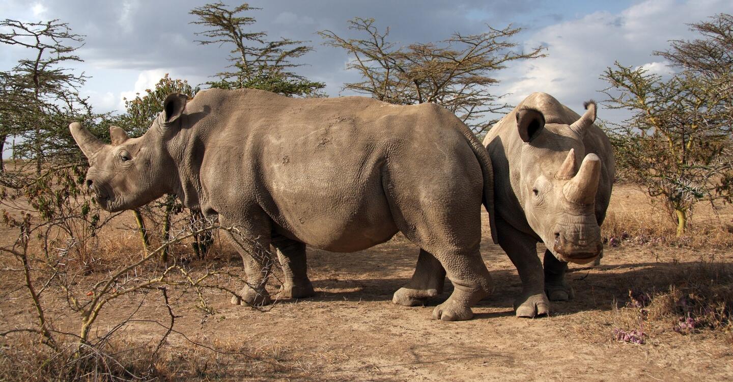 Northern White Rhino Primordial Germ Cells Successfully Created