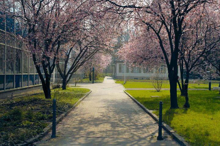 Library in spring: Blooming trees