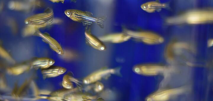 Zebrafische in der Fish Facility