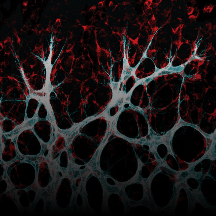 Blood Vessels