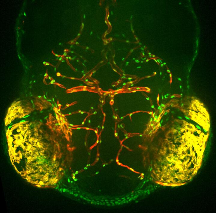 Blood vessels of a zebrafish