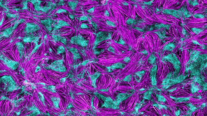 Zellbild in magenta und cyan