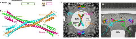 Scientific illustration