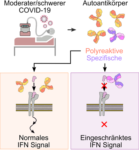 moderater/schwerer COVID-19 - Polyreaktive Autoantikörper: normales IFN-Signal, spezifische Autoantikörper: Eingeschränktes IFN-Signal