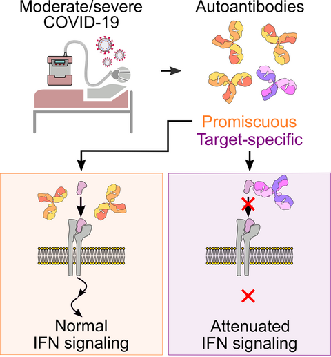 moderate/severe COVID-19 - promiscous autoantibodies: normal IFN signaling, target-specific autoantibodies: restricted IFN signal.