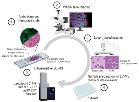 SpatialProteomics