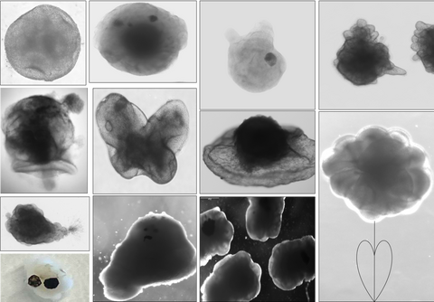 Collage of organoid images