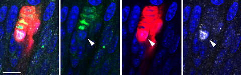 Scientific image