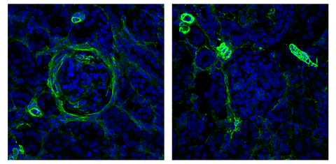 scientific image