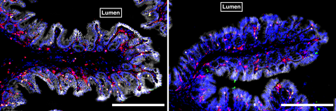 scientific image