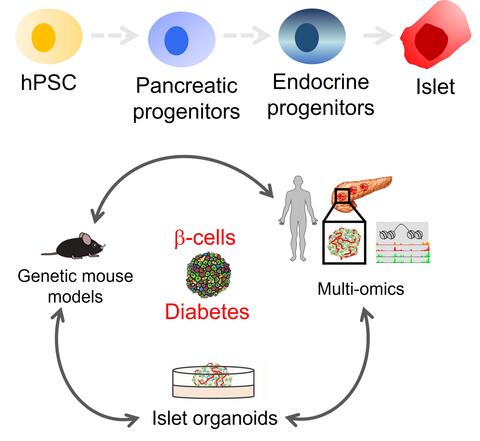Overview of research in AGSander